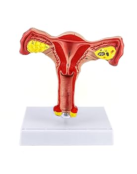 【ラプンツェル様用】ATAVISM / PUTREFIED GENITALIA 51GJucrM-uL.jpg_BO30,255,255,